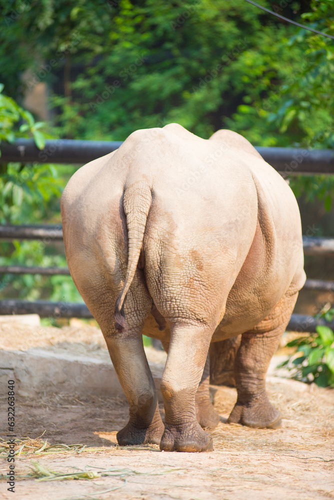 Fototapeta premium The body proportions of a rare wild rhinoceros in zoo