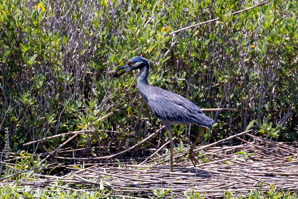 Fototapeta premium Yellow-crowned Night Heron enjoying a crab snack