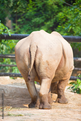 The body proportions of a rare wild rhinoceros in zoo