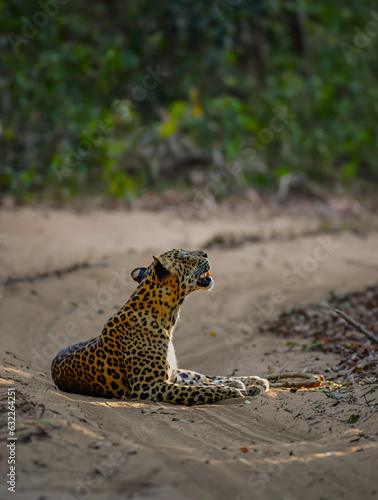 leopard on the ground
