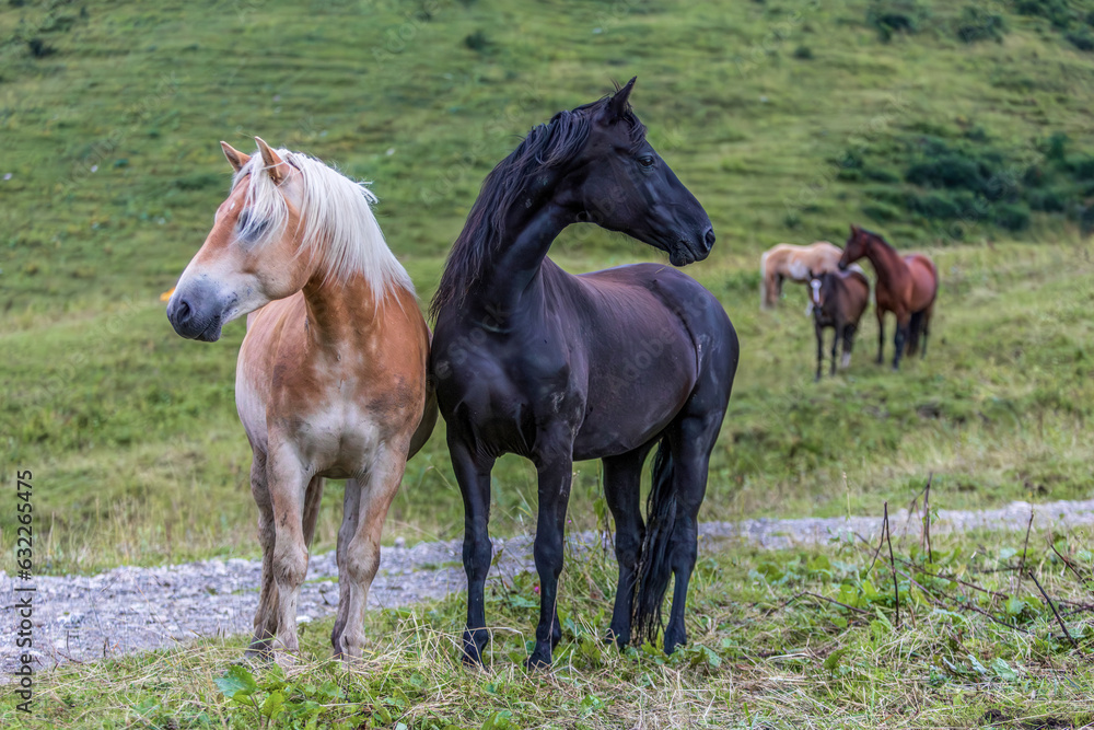 A herd of horses on an alpine mountain pasture between Allgaeu and austria in summer at a rainy day outdoors A herd of horses on an alpine mountain pasture between Allgaeu and austria in summer at a rainy day outdoors