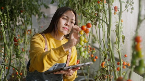 Farmer worker controls the growth of tomatoes using a tablet computer in green house.Farmer businesswoman,Growing tomatoes,Vegetable business,technology Greenhouse with tomatoes,Successful Farm Owner. photo