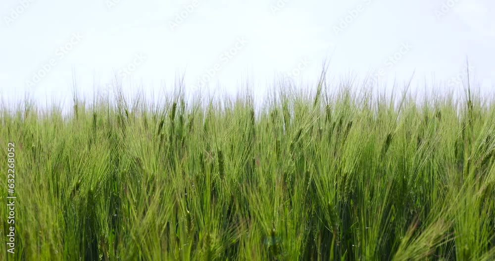 agricultural field with green cereals in summer, field with green rye agricultural field with green cereals in summer, field with green rye