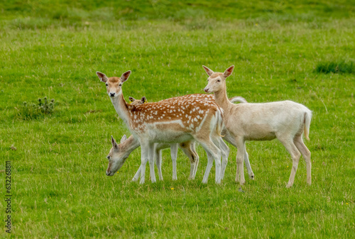 Small herd of fallow deer including a white fallow deer in a green field