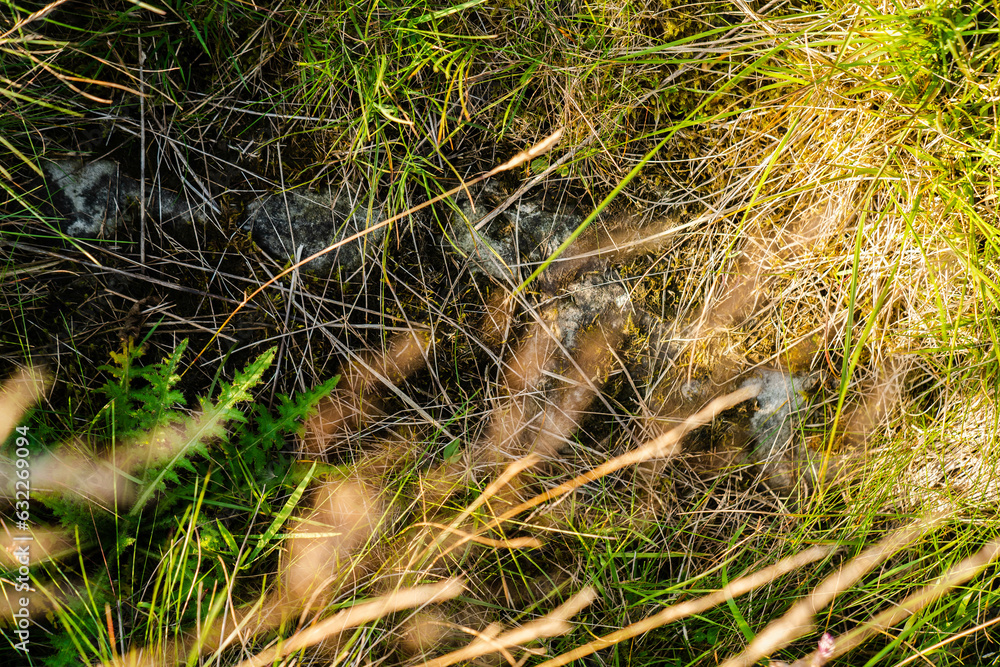 grass in the forest texture grass in the forest texture