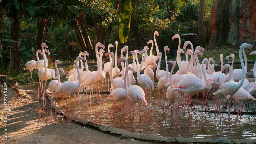 Flock of Pink Caribbean flamingos with orange feathers gather in a serene pond. African flamingo birds showcase their elegance in Thailand's open Zoo Park. Concept of wild nature and beautiful birds.