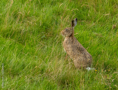 Brown hare in the long grass in the rain © Sarah