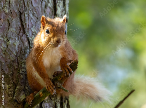 Scottish red squirrel on a branch in the forest © Sarah