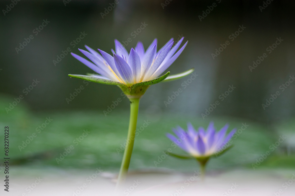 Nymphaea caerulea savigny water lily plant in bloom, beautiful flowering lotus flowers in garden pond Nymphaea caerulea savigny water lily plant in bloom, beautiful flowering lotus flowers in garden pond