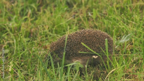 hedgehog walking on the grass close-up photo