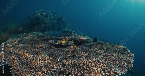 Wallpaper Mural Amazing corals with tropical fishes underwater in transparent ocean Torontodigital.ca