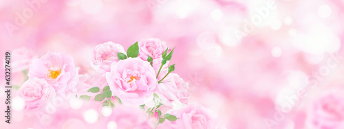 Beautiful pink roses on the blurred background