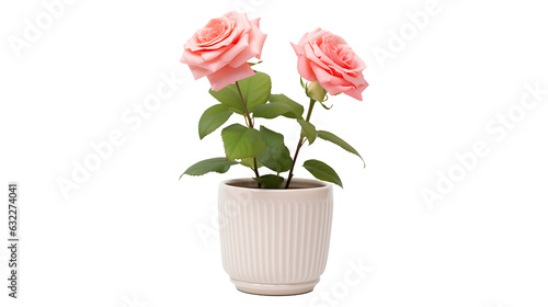 Rose flowers plant pot transparent background. Rose flower png
