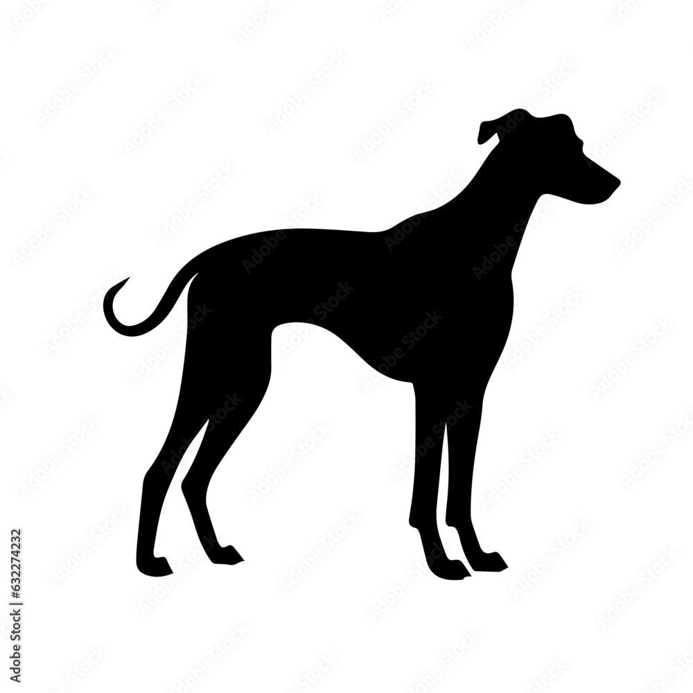Obraz premium Grayhound Standing Silhouette