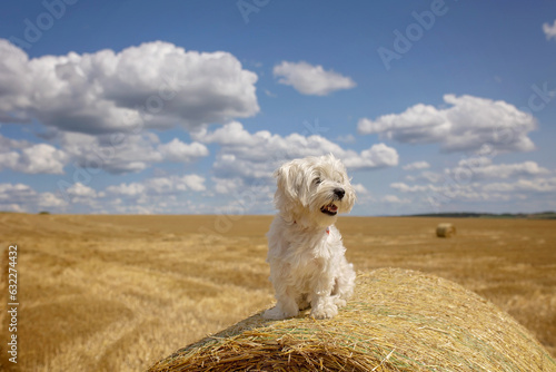 Fototapeta Sweet little maltese pet dog