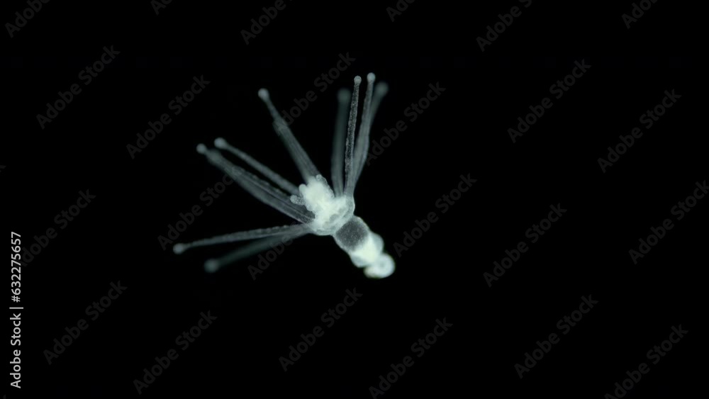 Larva actinula chidaria Tubularia sp. under microscope, class Hydrozoa. It can move along bottom, sorting through its tentacles, then it is attached by aboral end and becomes a polyp. White sea Larva actinula chidaria Tubularia sp. under microscope, class Hydrozoa. It can move along bottom, sorting through its tentacles, then it is attached by aboral end and becomes a polyp. White sea