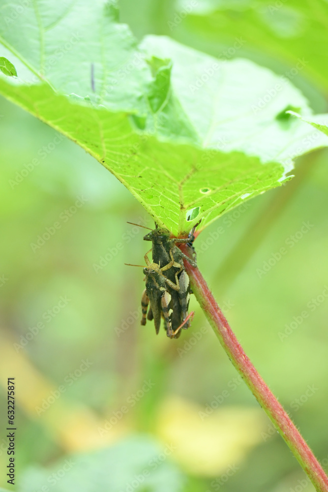 Fototapeta premium closeup the pair of brown grasshopper hold on ladyfinger plant leaf in the farm soft focus natural green brown background.