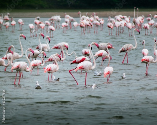 A flamboyance of flamingoes feeding on the sea shore