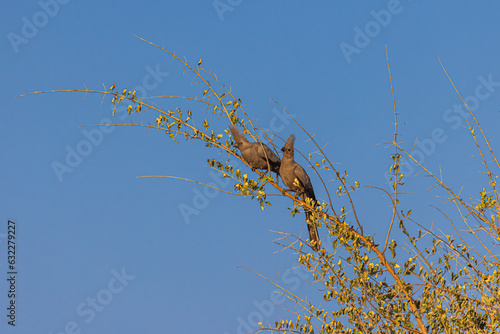 Two Smoky Grey Go-Away Birds