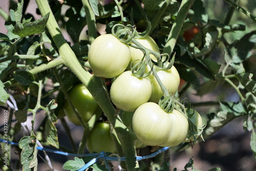 Obraz na płótnie Pomidory rosną na krzaku posadzonym w ogrodzie. Ekologiczne pomidory dojrzewają na słońcu. w salonie
