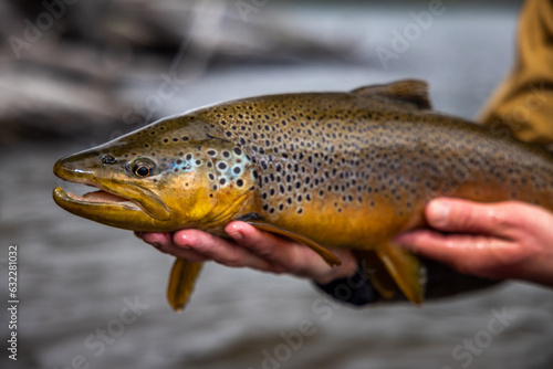 Brown trout from Tierra del Fuego (Chile, Patagonia)