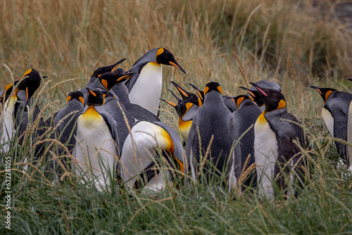 King penguins (Patagonia, Tierra del Fuego, Chile) photo