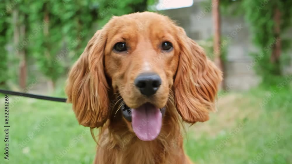 Portrait of a ginger english cocker spaniel dog looking at the camera. Adorable pet on a walk in the park. A beautiful brown haired dog close-up. Rests outdoors. Young animal. Rapid breathing. Thirst. Portrait of a ginger english cocker spaniel dog looking at the camera. Adorable pet on a walk in the park. A beautiful brown haired dog close-up. Rests outdoors. Young animal. Rapid breathing. Thirst.