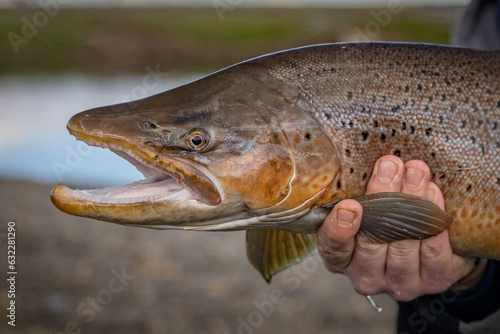 Sea trout from Tierra del Fuego (Chile, Argentina, Tierra del Fuego, Patagonia)