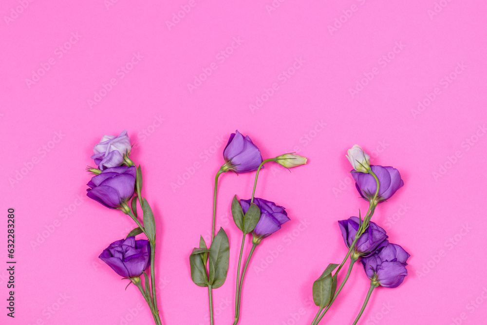 Purple eustoma flowers on a pink background with copy space. Scene with empty space. Concept for hollyday card, happy Valentine's day, wedding, Women's or Mother's day. 