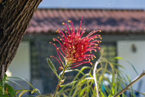 A vibrant Grevillea superb flower. An Australian native red flower also found in the Midwest of Brazil. Species Grevillea banksii.Botanic. Garden. A house in the background photo