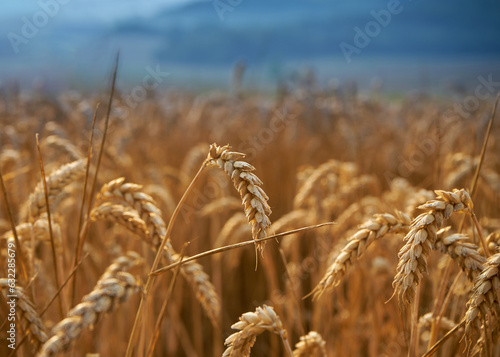 Wheat field