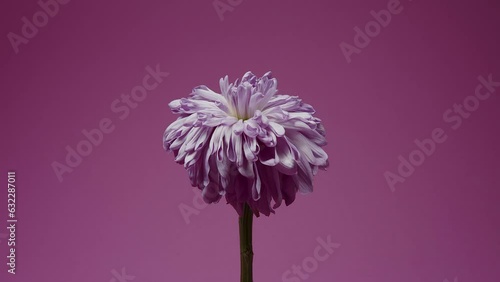 Time-lapse of dying pink flower on pink background . High quality 4k footage