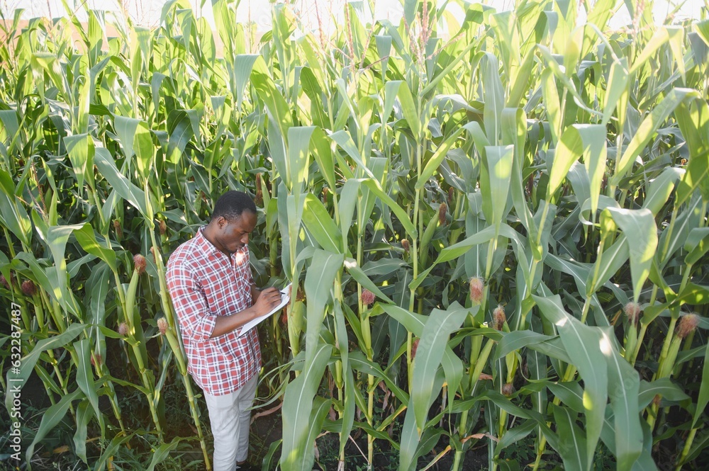 A man standing in a field of corn, on an organic farm. A man standing in a field of corn, on an organic farm.