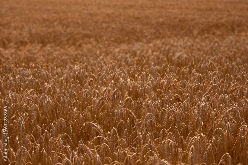 Field of ripe wheat. The concept of ecological cultivation of cereals. Field of ripe wheat. The concept of ecological cultivation of cereals.