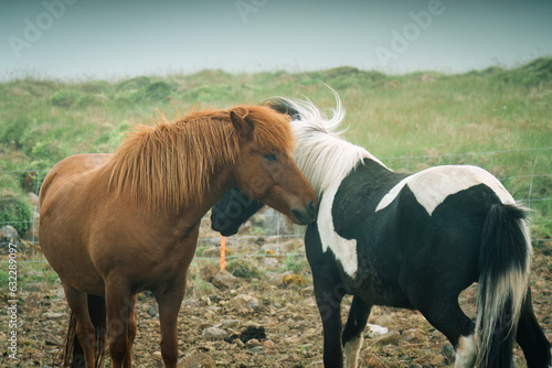Two horses living and showing affection for each other in foggy pasture