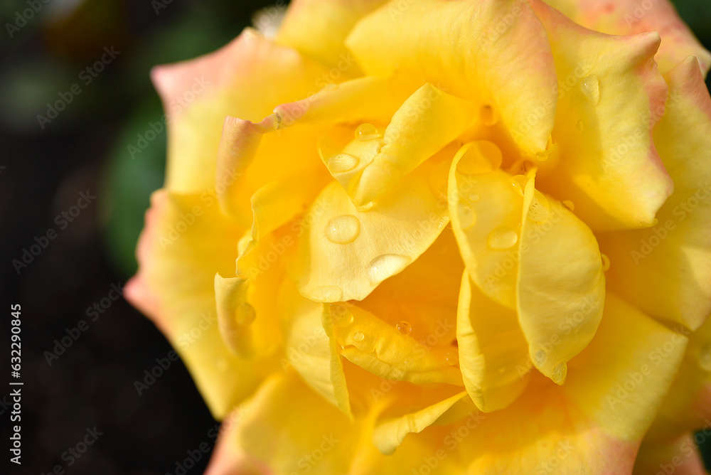 Fototapeta premium Yellow rose after the rain. A beautiful rose in drops of water. Flowers close-up.