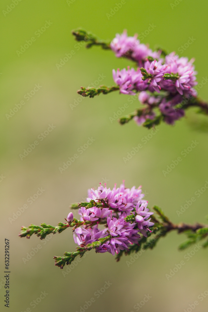 beautiful pink heather on a mountain meadow beautiful pink heather on a mountain meadow