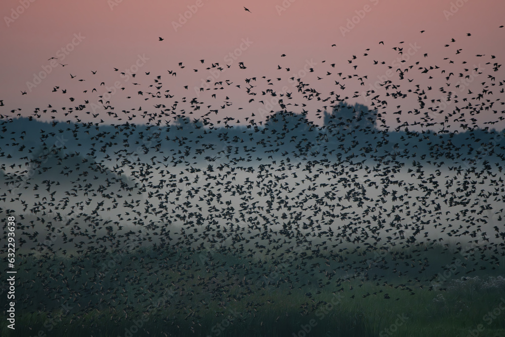 flock of birds in the morning