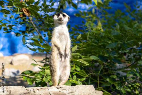 meerkat on the lookout, standing on back feet looking straight at camera with bright blue and green leafy background © Amy