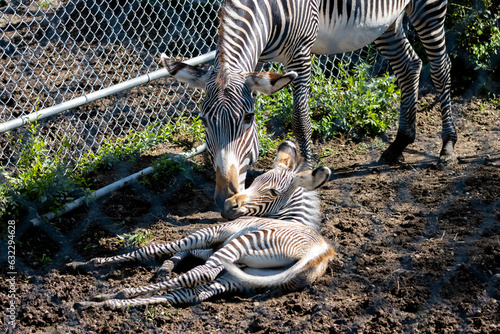 mother and baby son zebra family showing affection while baby lays on ground and mother stands over him