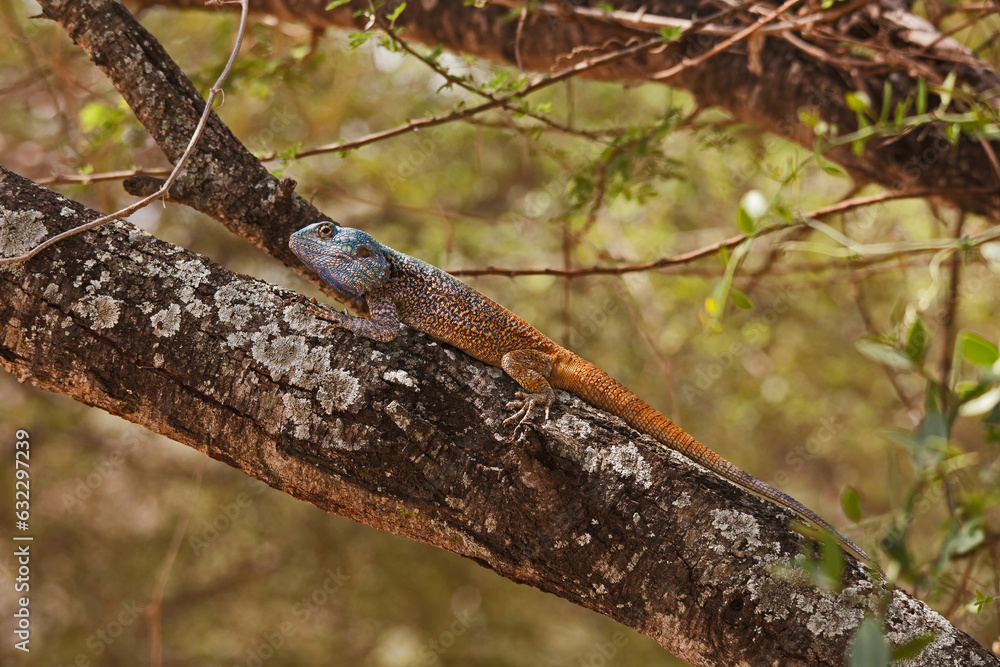 Southern Tree Agama (Acanthocercus atricollis) 14845 Southern Tree Agama (Acanthocercus atricollis) 14845