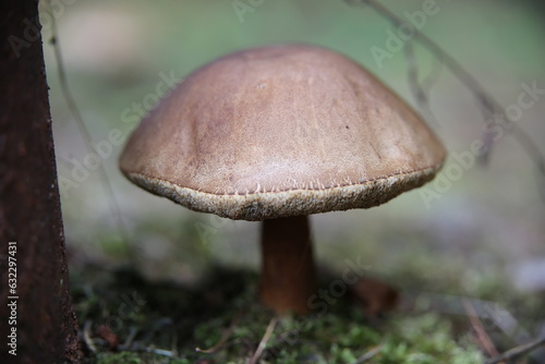Large brown mushroom up close