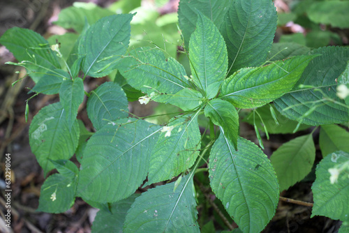 Wallpaper Mural Impatiens parviflora grows in the wild Torontodigital.ca