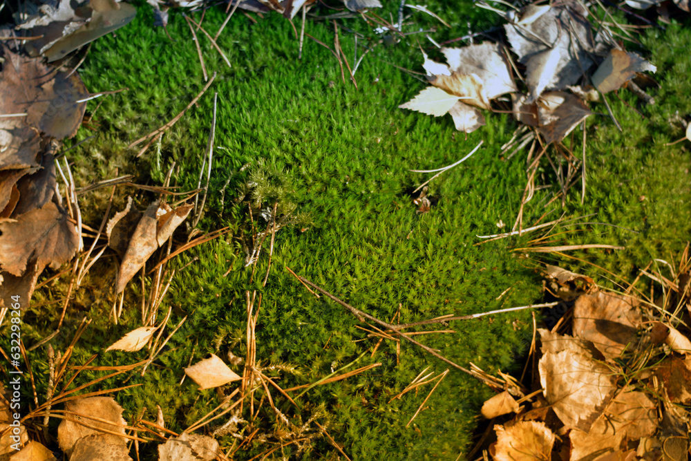 Bright green and fresh forest moss with old, grim withered leaves Bright green and fresh forest moss with old, grim withered leaves