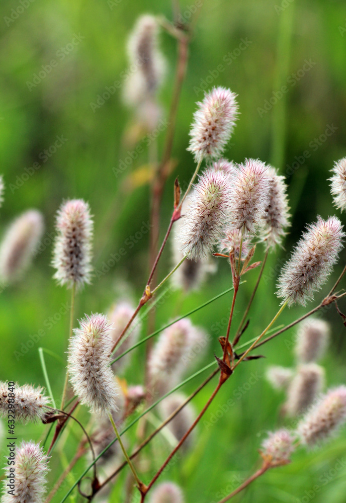In the meadow among the grass grows trifolium arvense In the meadow among the grass grows trifolium arvense