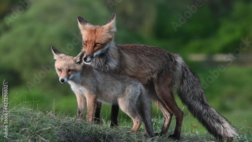 Red fox Vulpes vulpes. Fox with cub. The fox cleans the puppy. Close up.