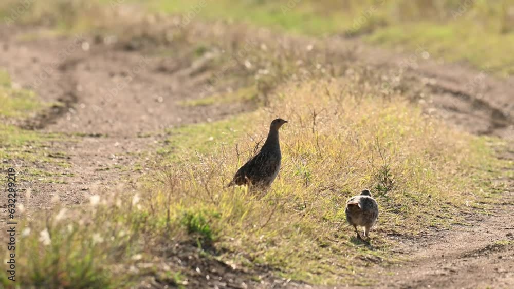 Partridge. Warm colors nature background. Grey Partridge. Perdix perdix. Partridge. Warm colors nature background. Grey Partridge. Perdix perdix.