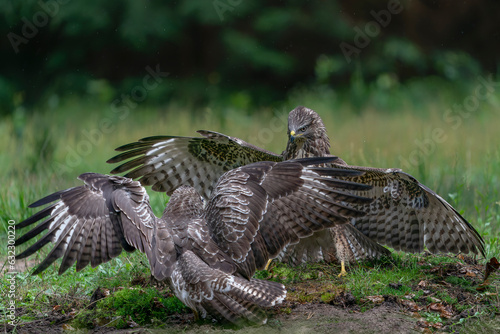 Two juvenile Common Buzzards(Buteo buteo) in the forest of Noord Brabant in the Netherlands. Front view. Wings spread.                            
