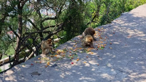 Barbary Macaques monkey on upper rock in Gibraltar Natural Reserve. 