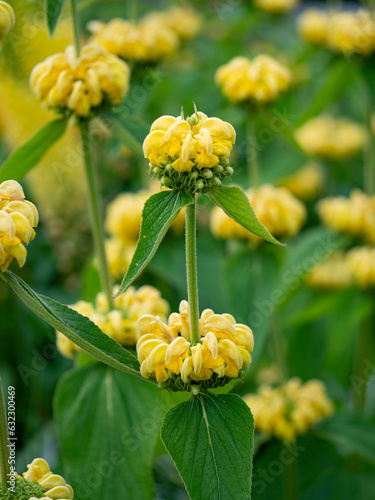 Phlomis russeliana (Turkish sage,  Syrian fire herb , Jerusalem sage ) yellow flowering plant in the family Lamiaceae photo